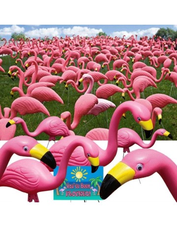 Bloem Flamingo, Pink, 50-Pack