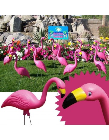 Bloem Flamingo, Pink, 50-Pack